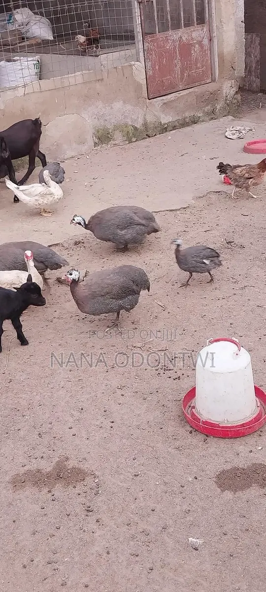 Mature Guinea Fowl