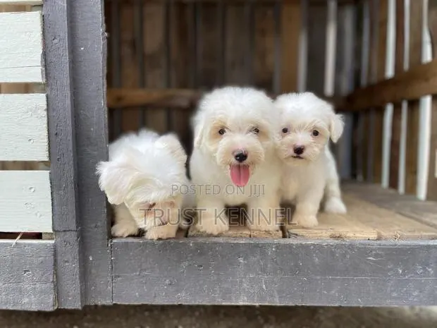 1-3 months Female Purebred Maltese · Photo 1
