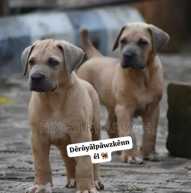 1-3 months Female Purebred Boerboel · Photo 1