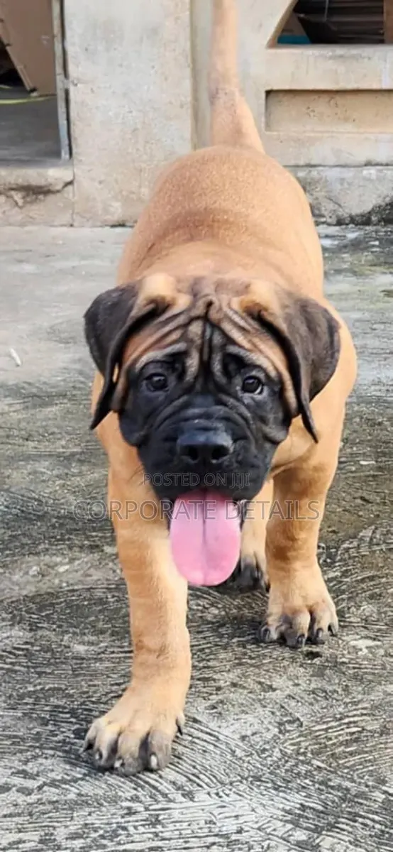 1-3 months Male Purebred Boerboel · Photo 1