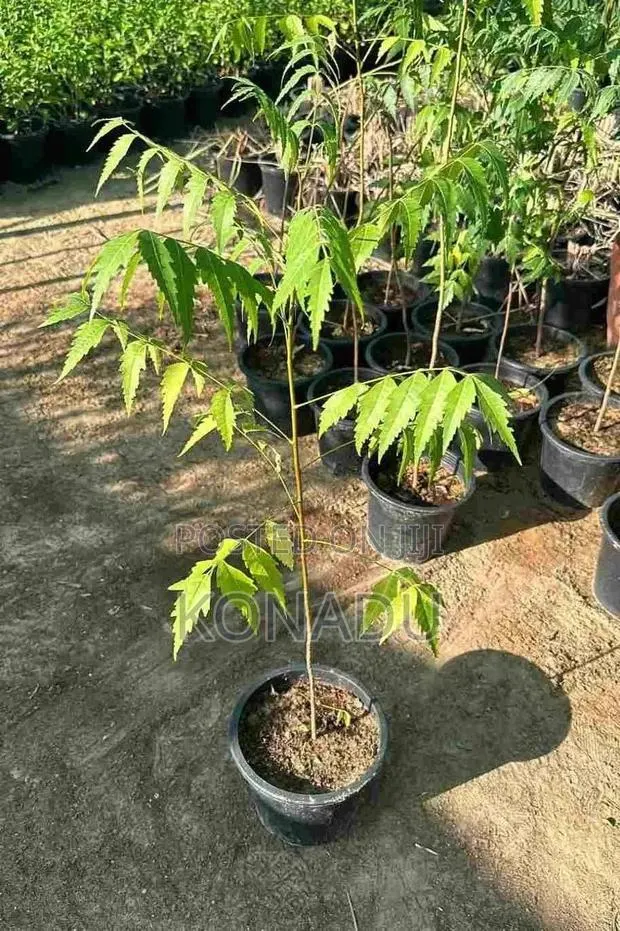 Neem Tree Seedlings, Juvenile Palm Trees, Aloevera · Photo 1