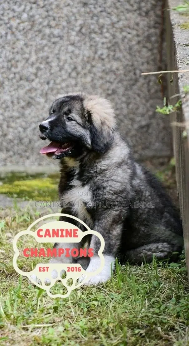 1-3 months Female Purebred Caucasian Shepherd · Photo 1
