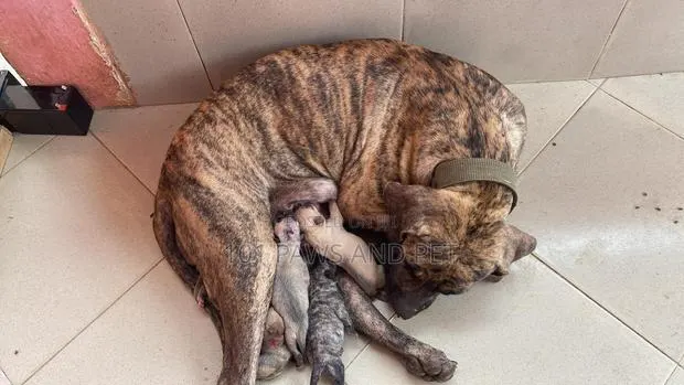 1+ year Female Purebred Boerboel · Photo 1