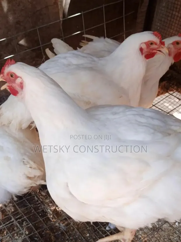 Organic Chickens for Sale · Photo 1