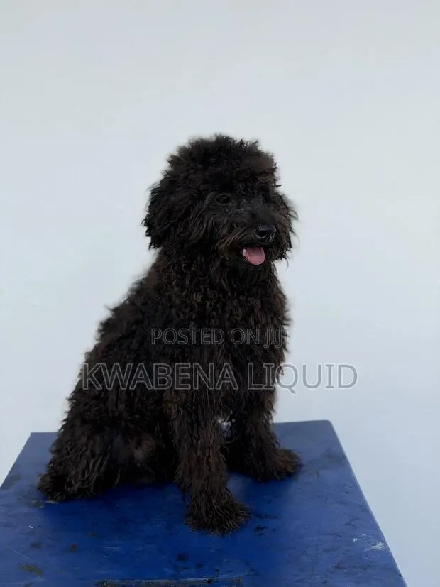Purebred Black Poodle for Stud/Crossing, · Photo 1