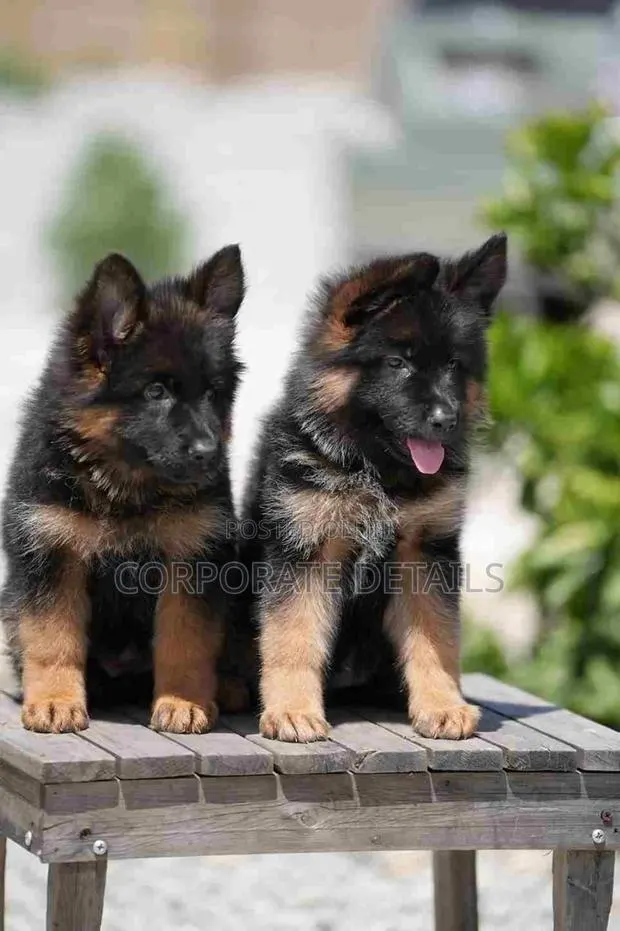 1-3 months Male Purebred German Shepherd · Photo 1