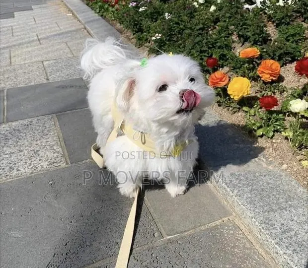 1-3 months Male Purebred Maltese · Photo 1