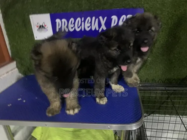 1-3 months Male Purebred Caucasian Shepherd · Photo 1