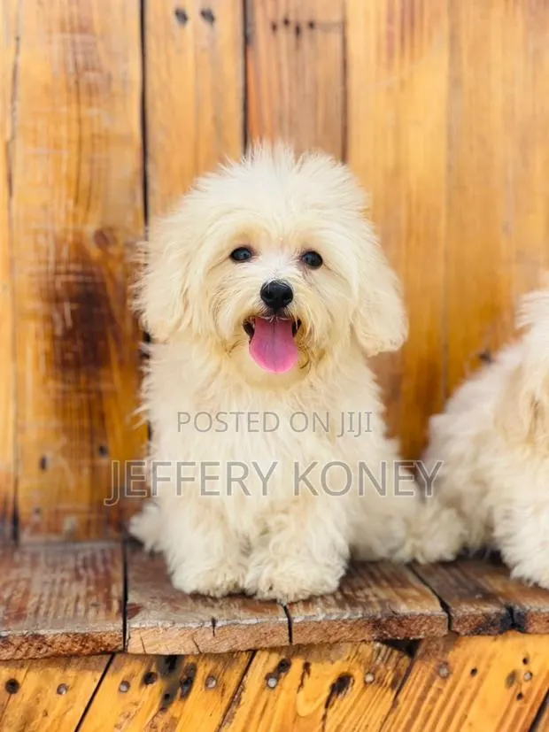 1-3 months Female Purebred Maltese · Photo 1