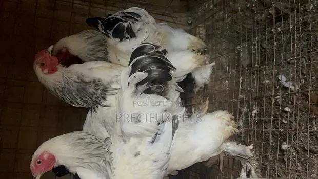 3 Male Light Color Brahmas Chicken · Photo 1