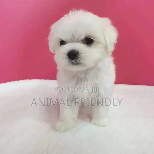 1-3 months Male Purebred Maltese · Photo 1