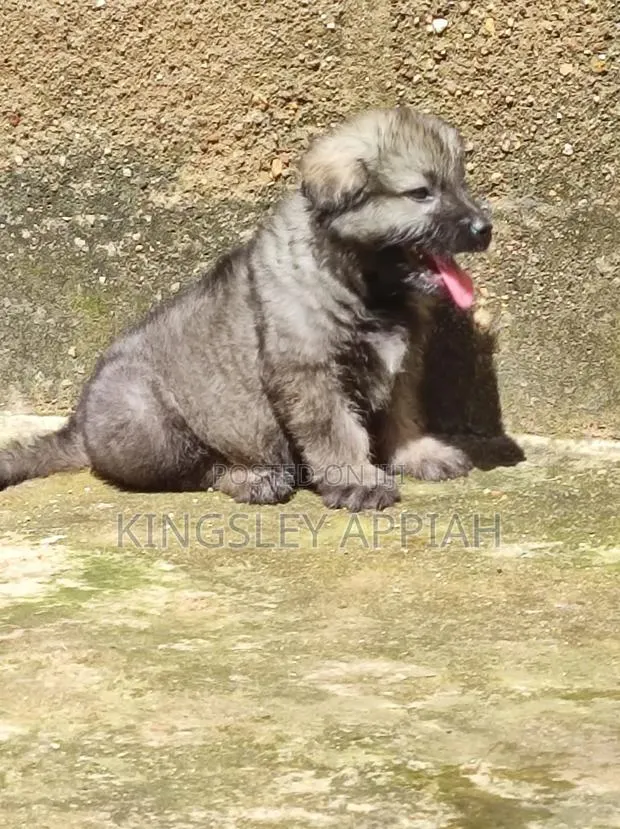 1-3 months Male Purebred Caucasian Shepherd · Photo 1