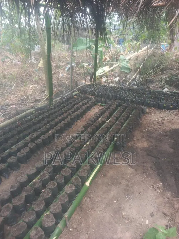 Trinitario Hybrid Cocoa of Criollo and Forastero Seedlings · Photo 1