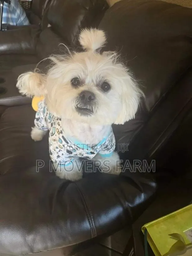 1-3 months Male Purebred Maltese · Photo 1
