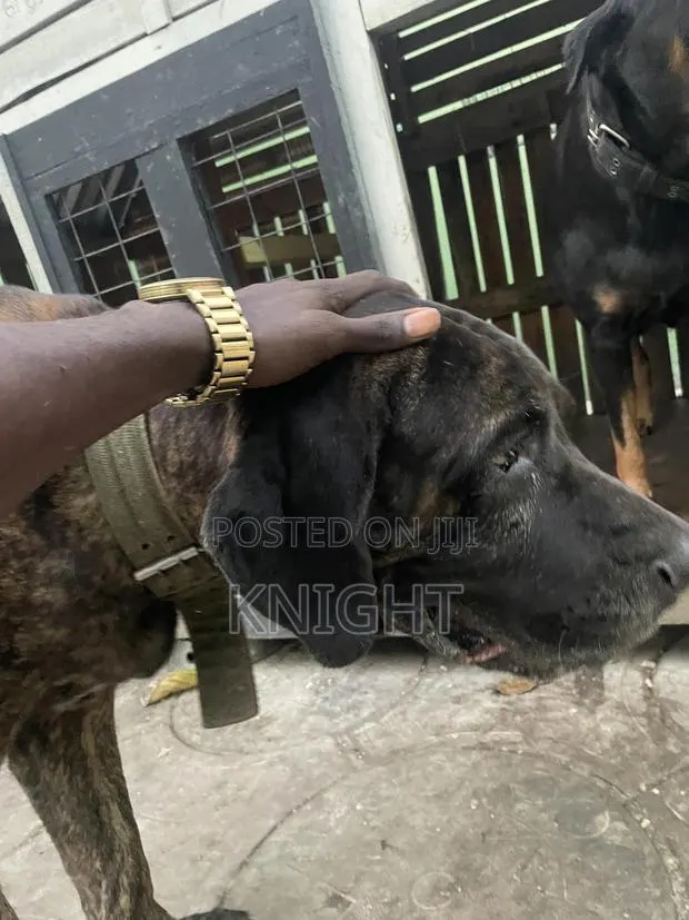 Male Brindle Pedigree Boerboel for Stud (Crossing) · Photo 4