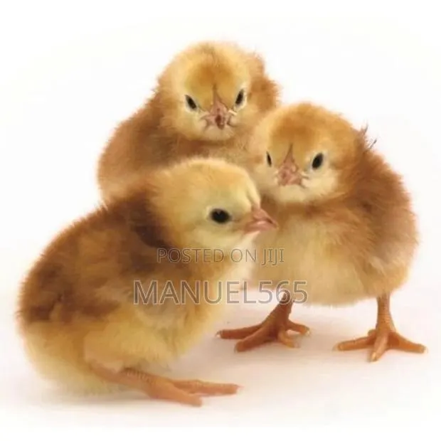 Imported Layers Chicks · Photo 1
