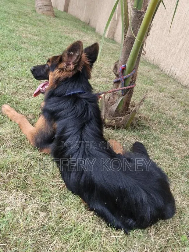 6-12 months Male Purebred German Shepherd · Photo 1