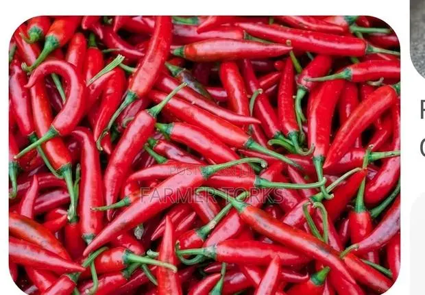 Chilli Pepper · Photo 1