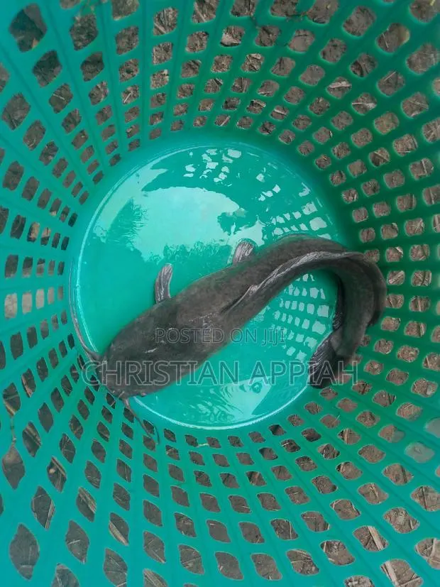 Fresh and Frozen Catfish for Sale · Photo 1