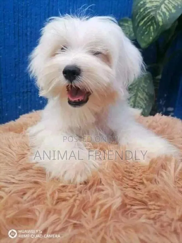 1-3 months Male Purebred Poodle · Photo 1