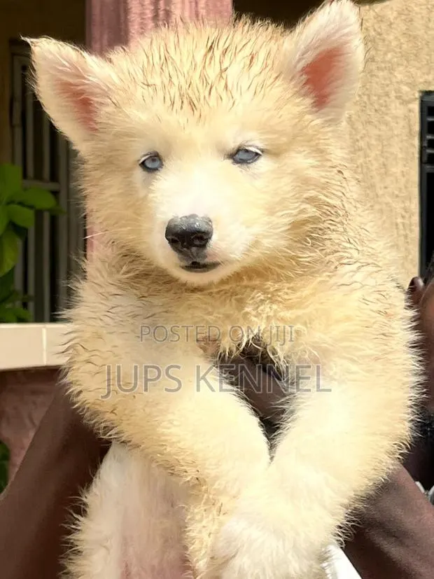 1-3 months Male Purebred Siberian Husky · Photo 1