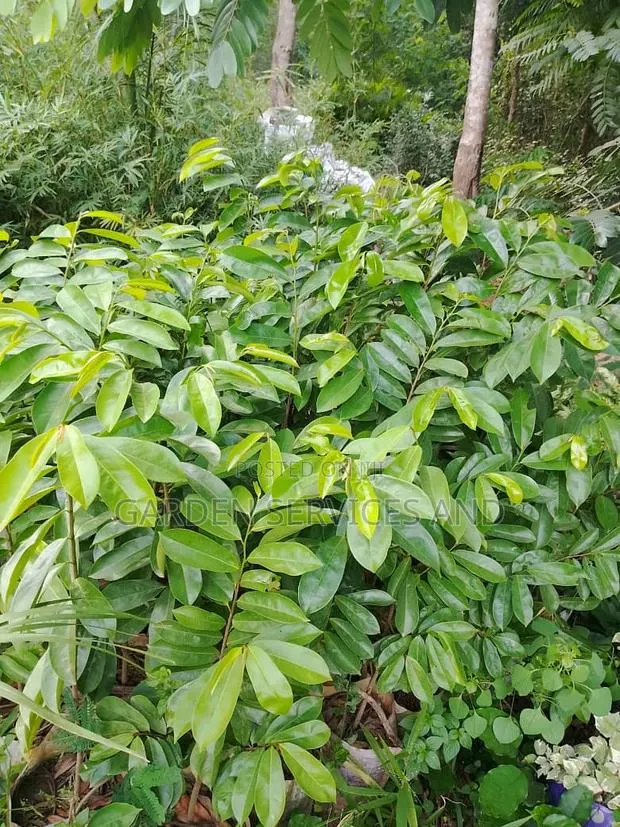 Soursop for Sale (4feet Tall) · Photo 1