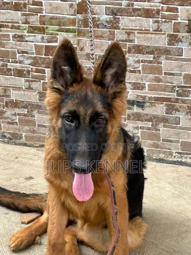 3-6 months Female Purebred German Shepherd · Photo 1