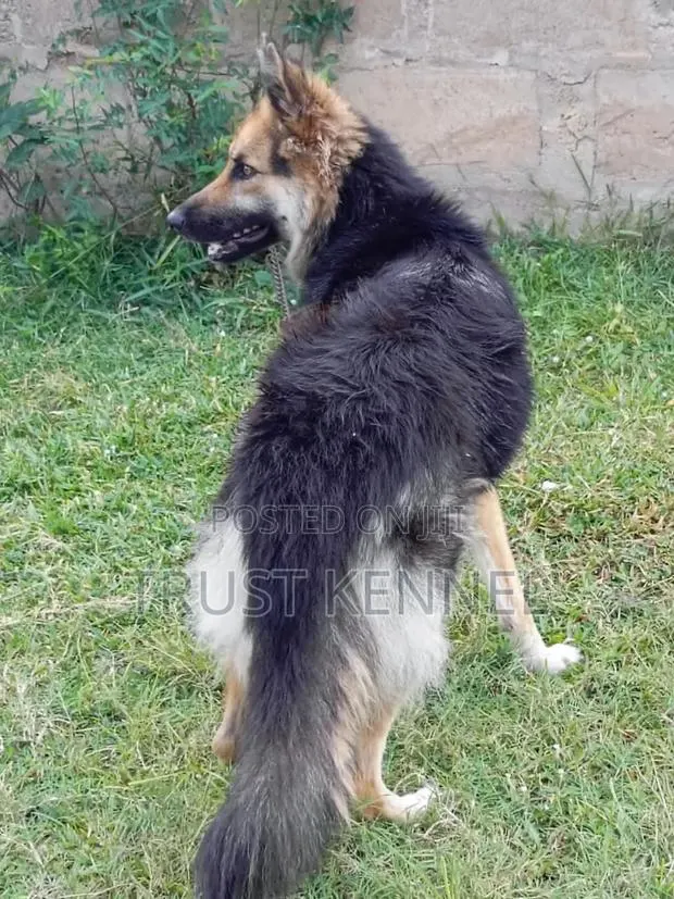 6-12 months Female Purebred German Shepherd · Photo 1