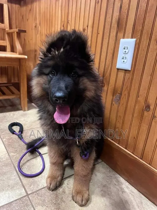 1-3 months Male Purebred German Shepherd · Photo 1