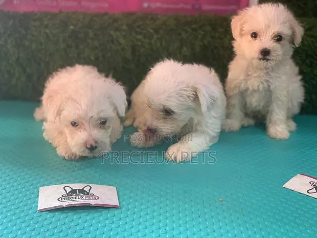 1-3 Months Female Purebred Maltese · Photo 1