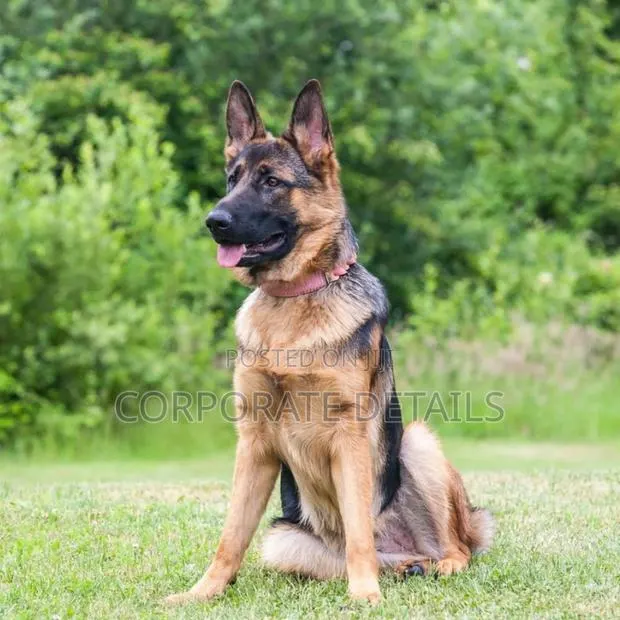 1+ year Male Purebred German Shepherd · Photo 1