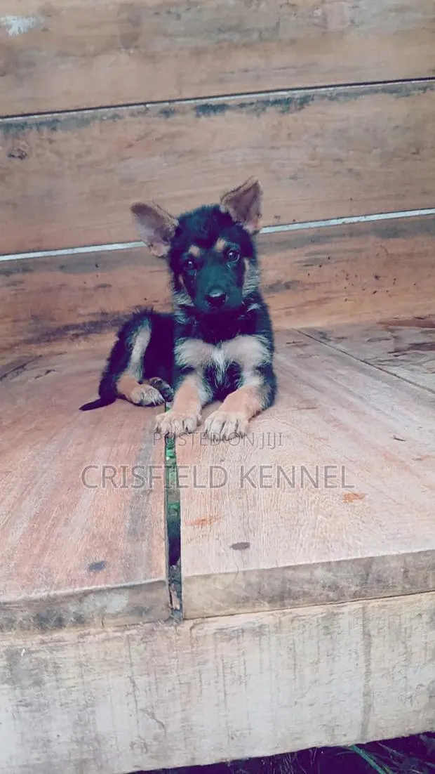 0-1 month Female Purebred German Shepherd · Photo 1