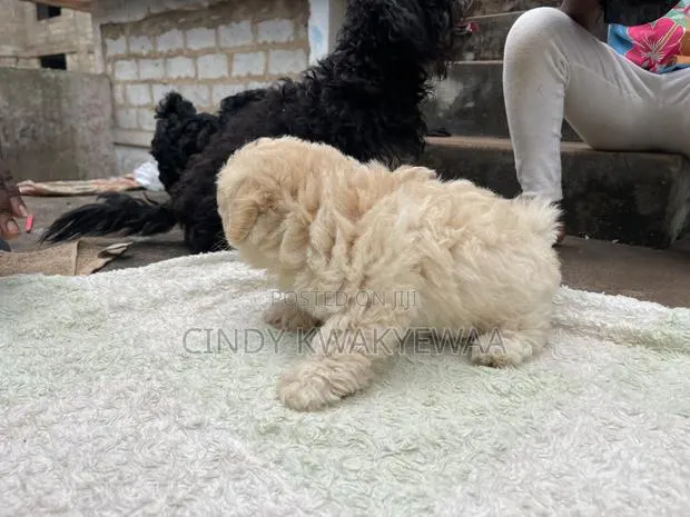 1-3 months Female Purebred Maltese · Photo 3