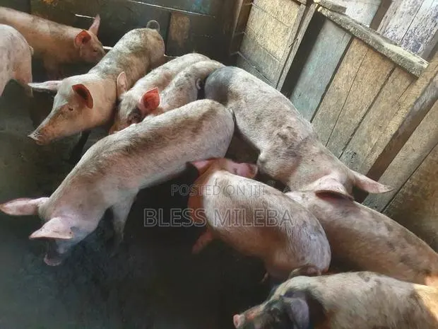 Pigs for Sale · Photo 1