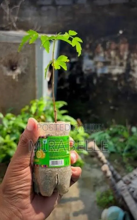 Neem Tree Seedlings · Photo 1