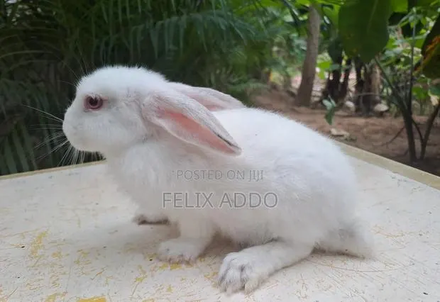 Rabbits for Sale · Photo 1