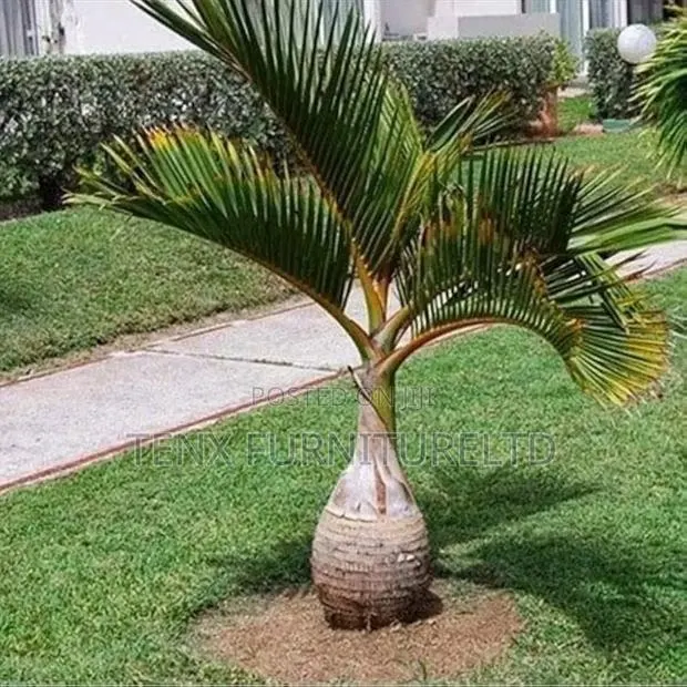 Bottle Palm · Photo 1