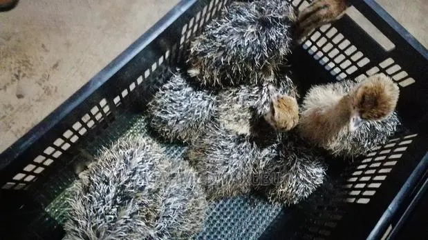 Dayold Imported Ostrichs for Sale