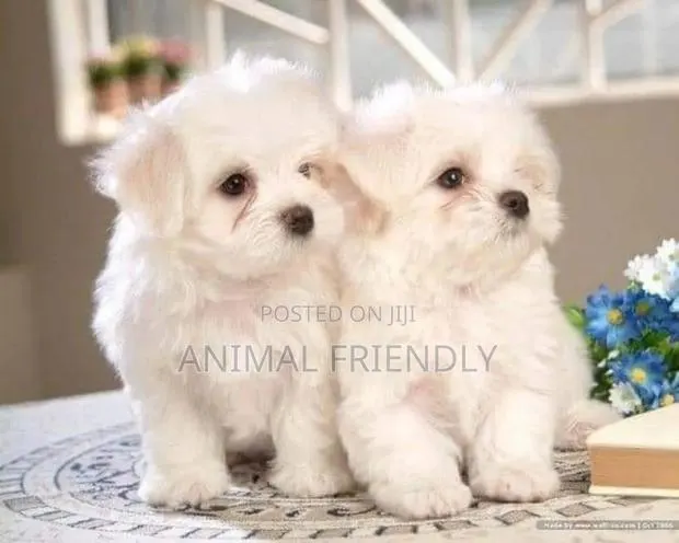 1-3 months Female Purebred Poodle · Photo 1
