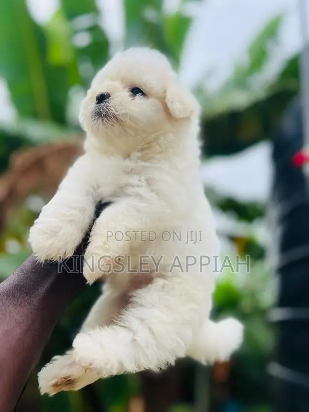 1-3 months Female Purebred Poodle · Photo 1