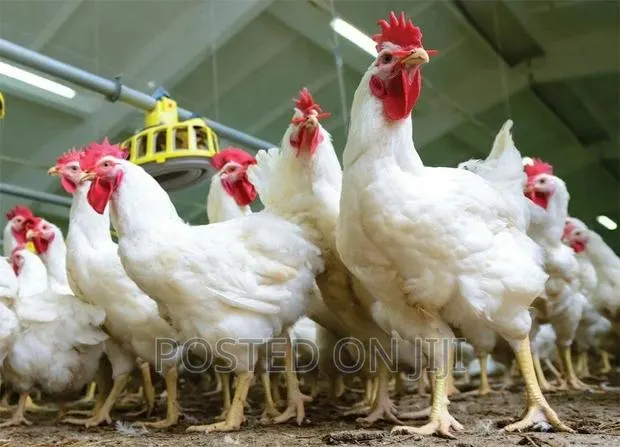 Ross 308 Broiler Dayold Chicks · Photo 1
