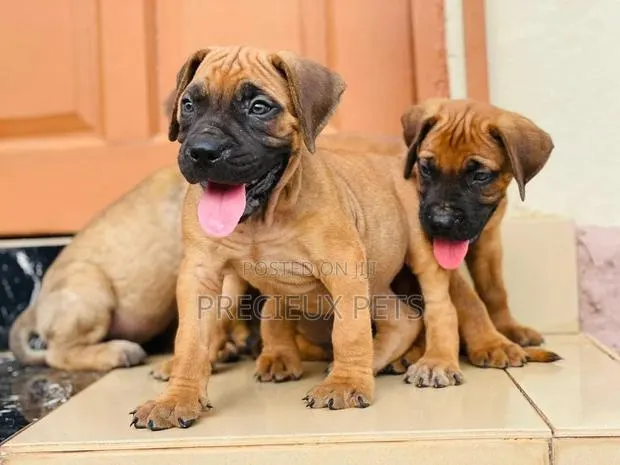 1-3 Months Female Purebred Boerboel · Photo 1