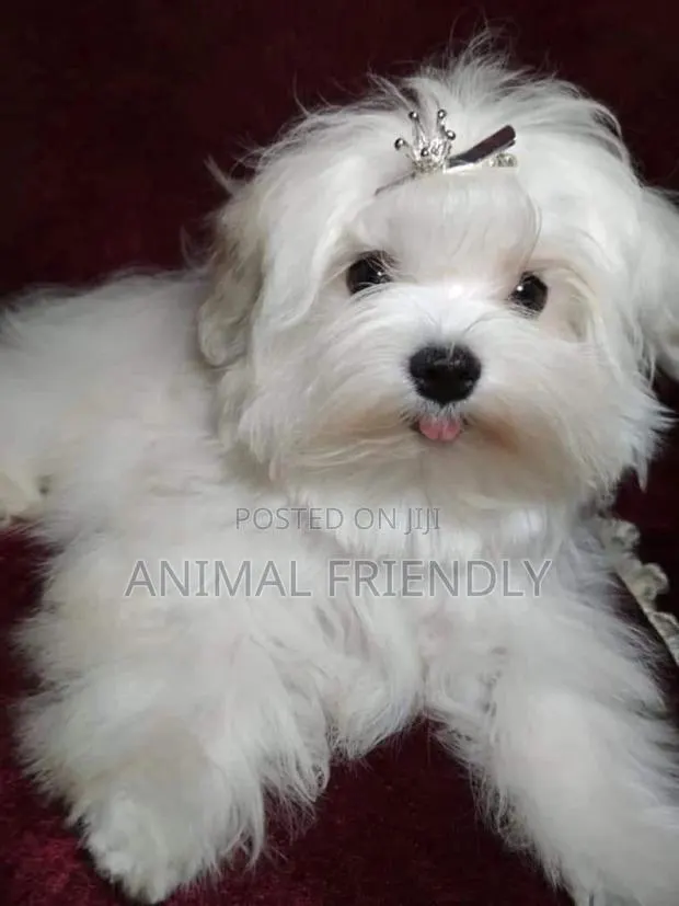 1-3 months Male Mixed Breed Maltese · Photo 1
