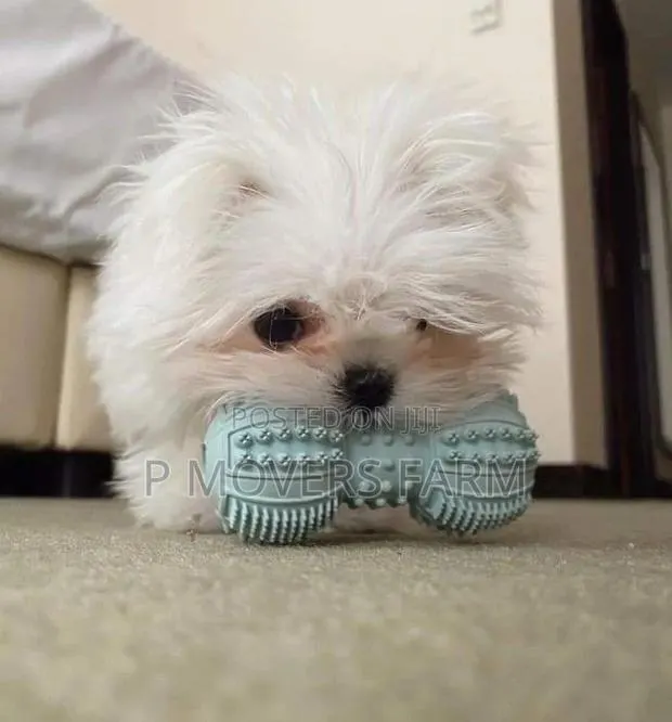 1-3 months Male Purebred Maltese · Photo 1