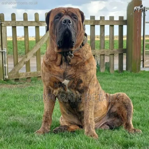 1+ year Male Purebred Boerboel · Photo 1