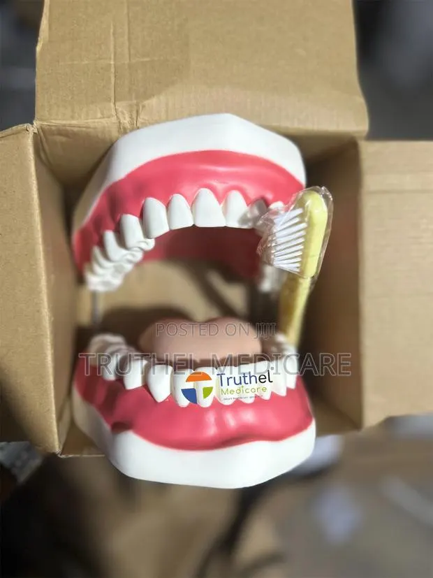 Teeth Model (Big Advanced) · Photo 1