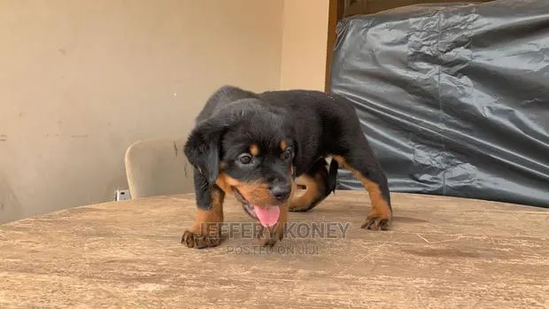 1-3 months Female Purebred Rottweiler