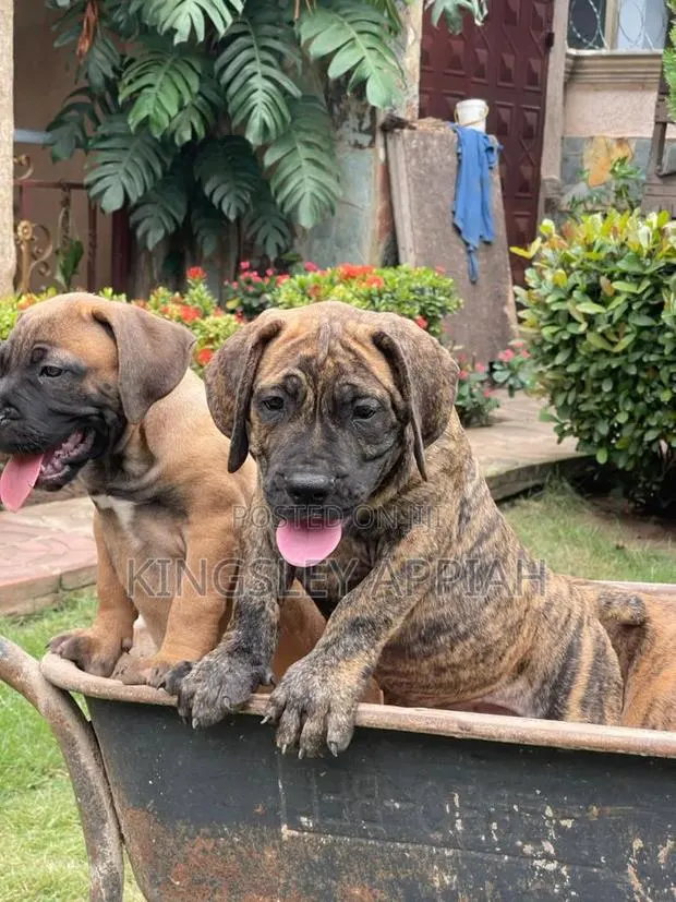 1-3 months Female Purebred Boerboel · Photo 1