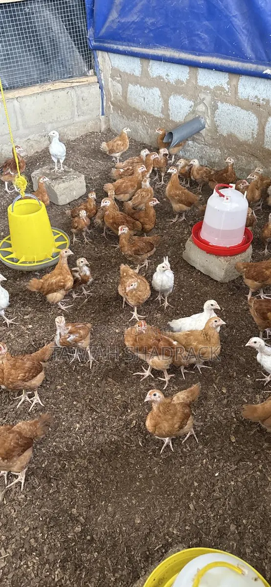 Sasso Chicks 4-6 Weeks Old · Photo 1