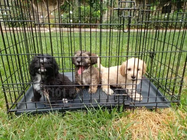 1-3 months Male Purebred Poodle · Photo 1